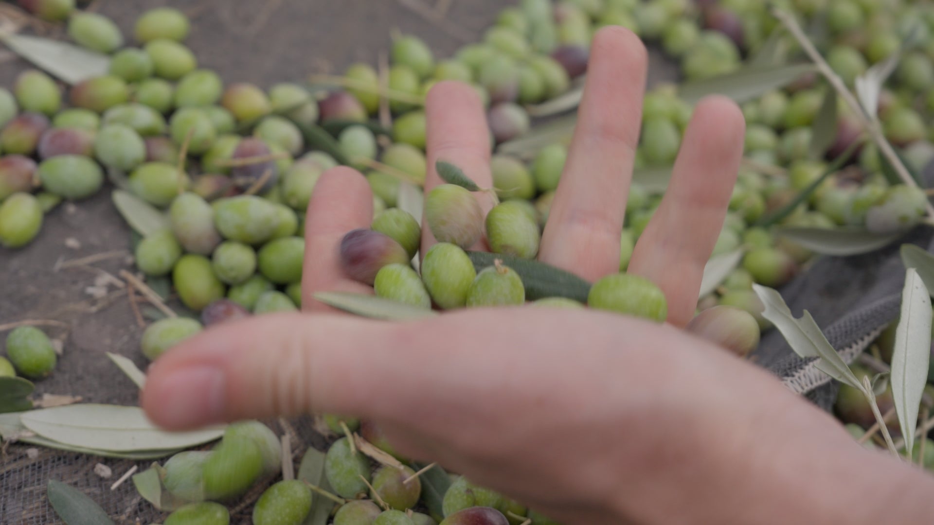 virgin and extra virgin olive oil