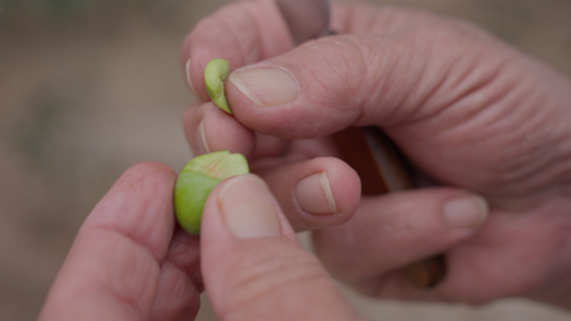 Avocado Oil vs Olive Oil: Why Premium EVOO Is the Smarter Everyday Choice