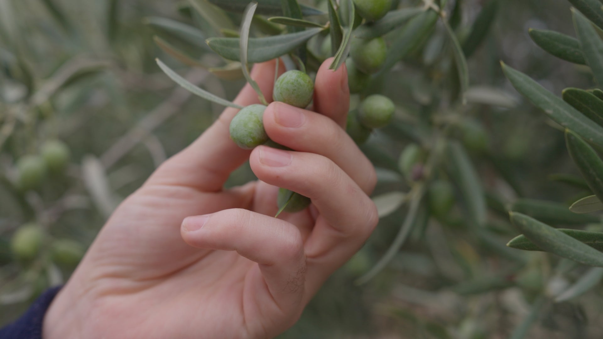 Titin olive oil grooves