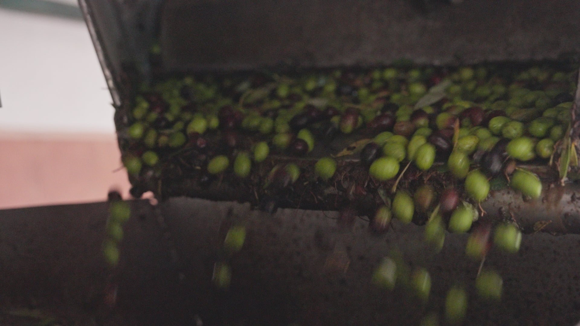 olive oil pressing
