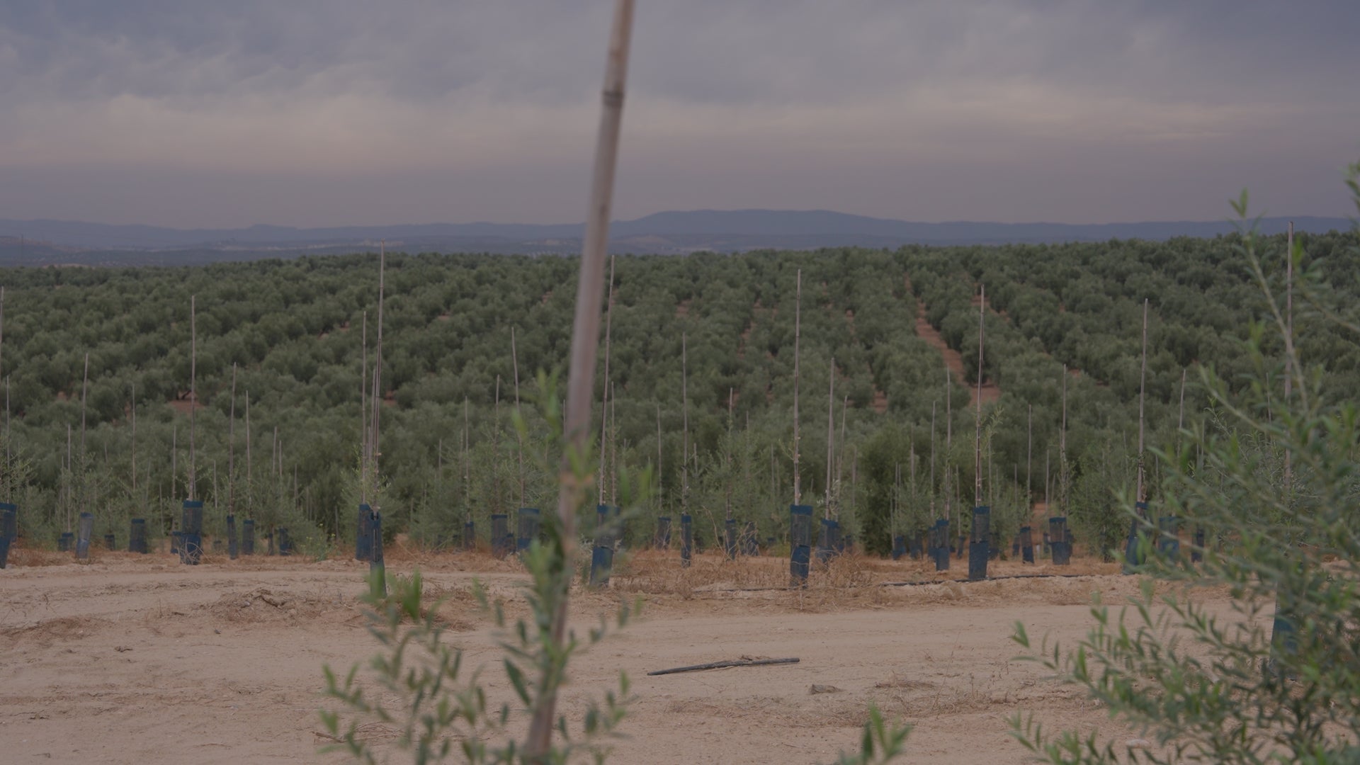 olive oil trees jaen