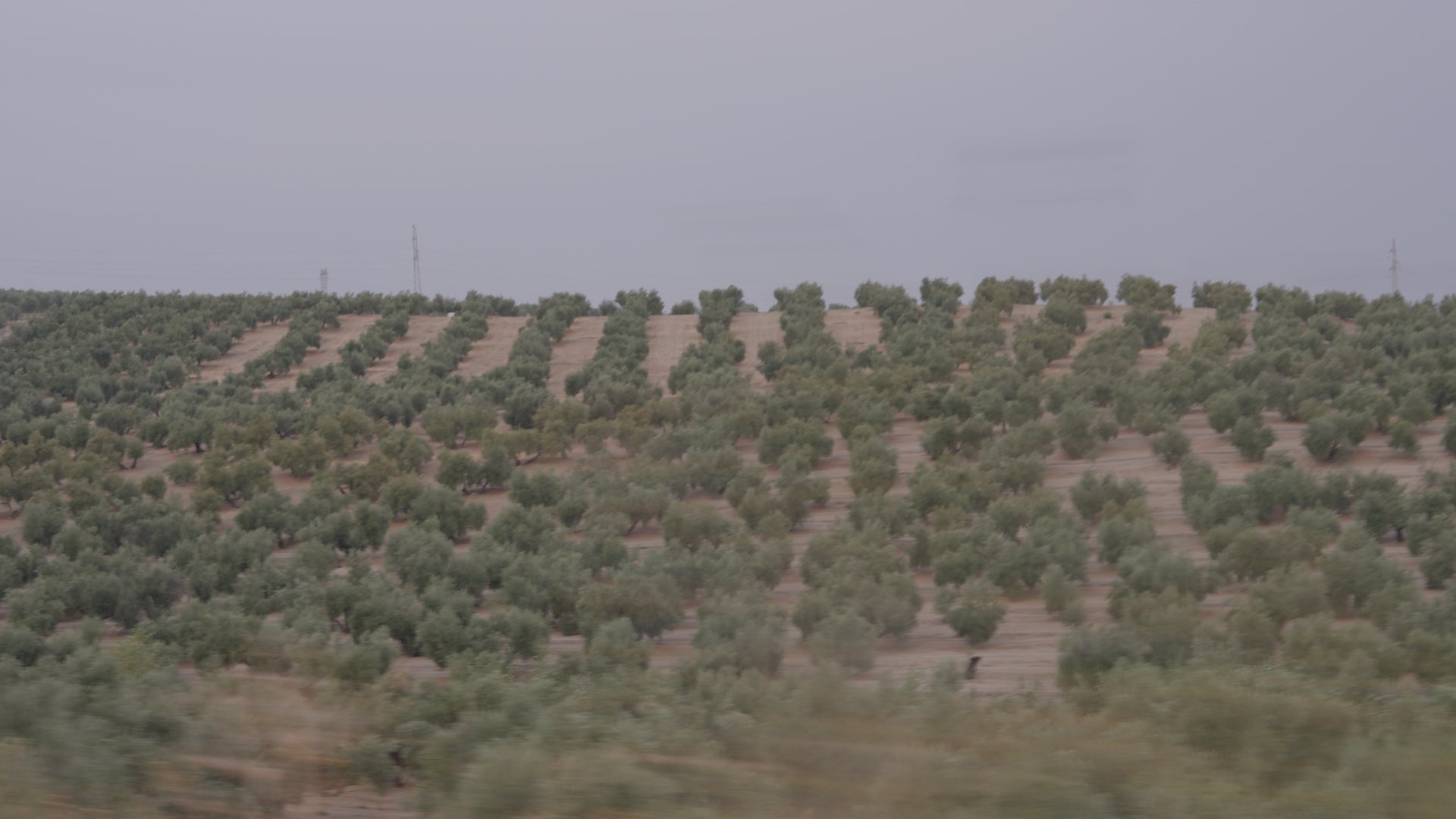 titin olive oil jaen