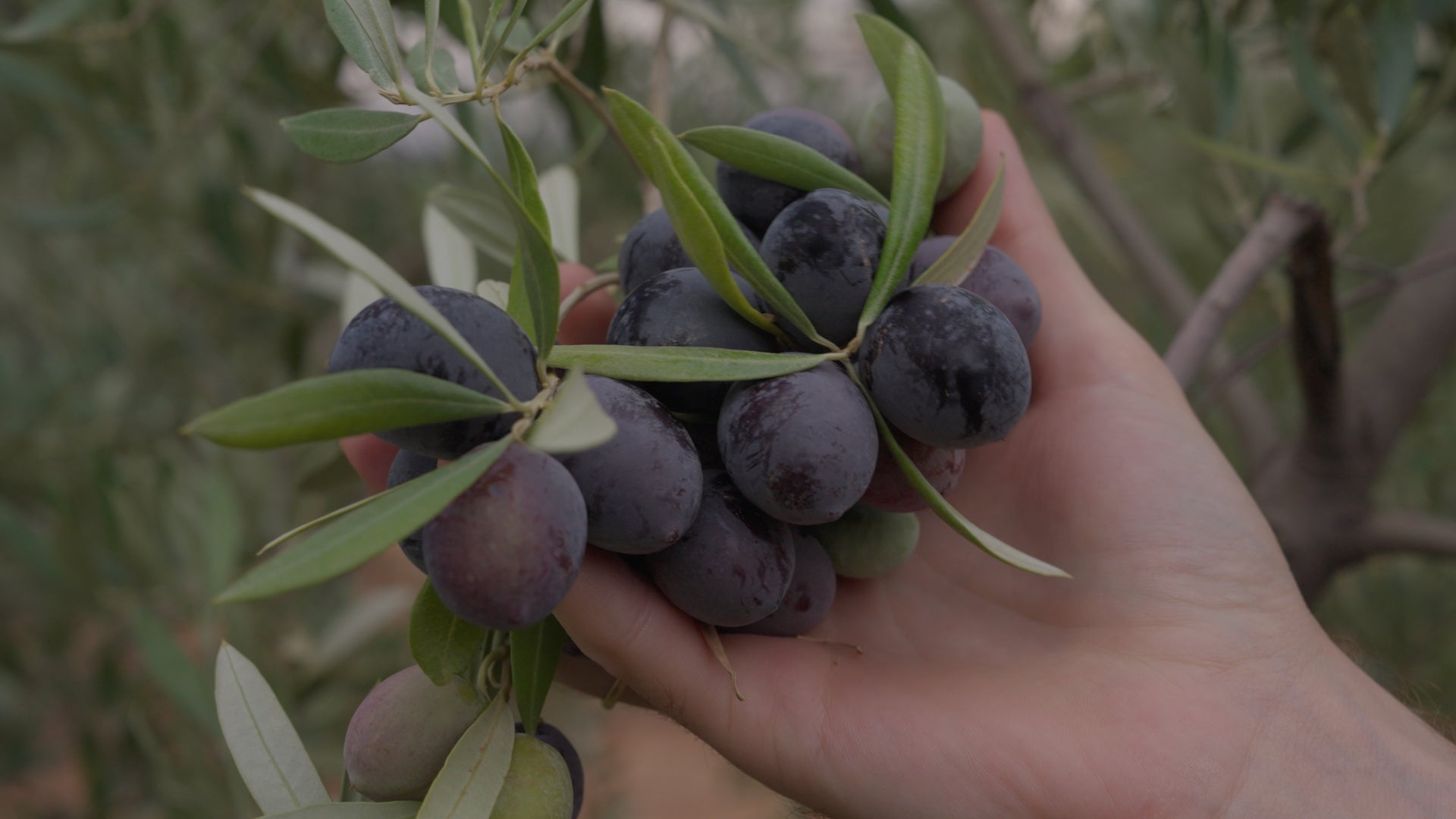 titin olive oil varieties